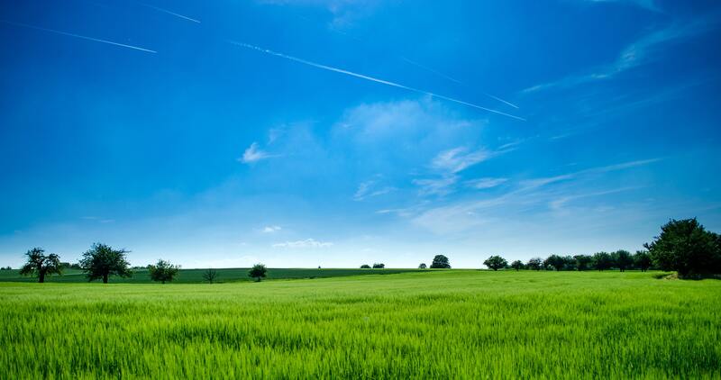 Grassy Landscape